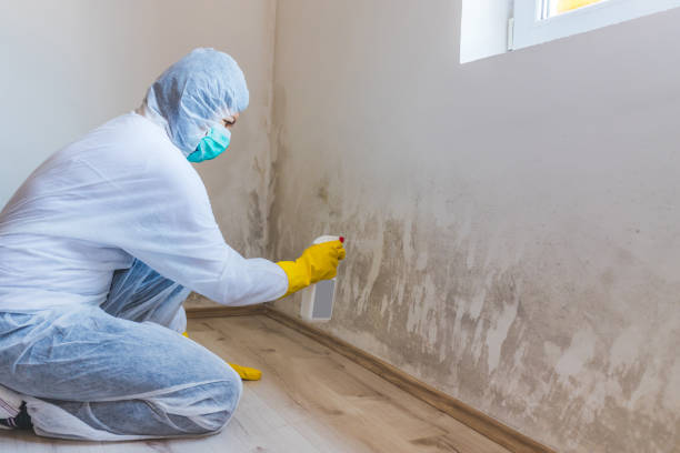 Topanga, CA Mold Inspection, Removal & Remediation Company